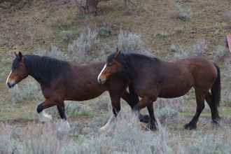 Bên ngoài 4 Wildhorse Mountain Guest Ranch