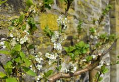 Others 6 Cardigan Castle