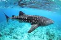 Kolam Renang Whale Shark Inn Maldives