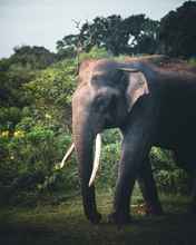 Bangunan 4 Leopard Nest - Glamping in Yala