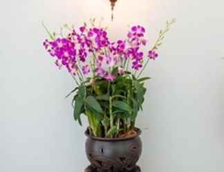 ล็อบบี้ 2 Villa Thai Orchid - Adults Only