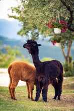 ภายนอกอาคาร 4 Agriturismo Il Beccafico Alpaca