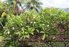 Others 6 Lovina Palace