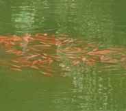 Nearby View and Attractions 5 Acualandia Fish