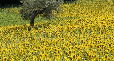 外部的 2 Agriturismo Il Gelso Antico