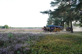 Bên ngoài 4 Eurostrand Resort Lüneburger Heide