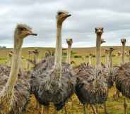 Ruang untuk Umum 2 Bakenskraal Ostrich Palace