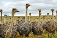 Ruang untuk Umum Bakenskraal Ostrich Palace