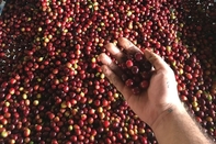 Phương tiện giải trí Finca Temática Cafetera Las Mercedes