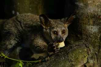 Luar Bangunan 4 Kosi Forest Lodge