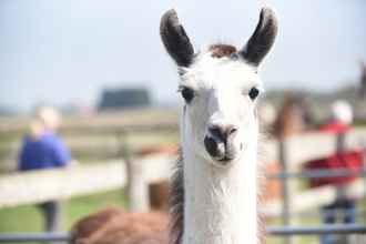 Bangunan 4 Glamping With Llamas