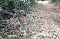 Common Space Canary Forest Camping