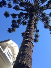 외관 4 Forest Pine Inn