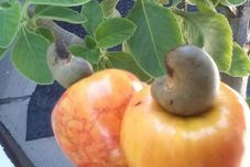 공용 공간 Pousada Encantos da Atalaia