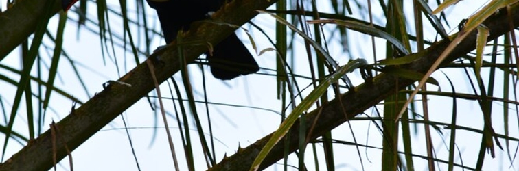 Lobi Pantanal Ranch Meia Lua