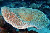 Common Space Sea Star Diving