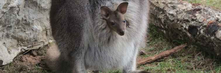 Luar Bangunan Parc Animalier du Hérisson - Insolite