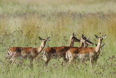 Pusat Kecergasan Woodlands Game Lodge