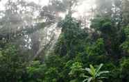 Tempat Tarikan Berdekatan 2 The Canopy Rainforest Treehouses and Wildlife Sanctuary