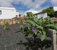 Exterior 6 Villa El Jable Lanzarote