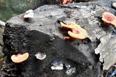 健身中心 Remanso da Ilha