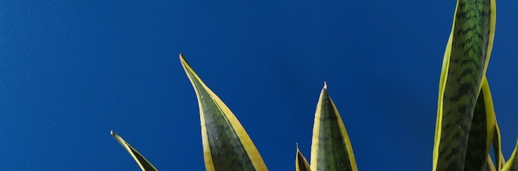 Lobi La Halte aux Oiseaux