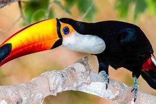 娛樂設施 A Pousada do Rio Mutum