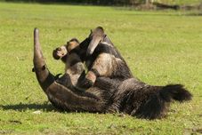 公共空間 A Pousada do Rio Mutum