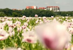 Others 7 Charming Flat in Zeeland With sea View