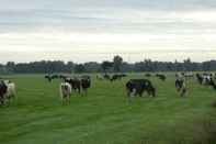 Fitness Center Wide View and in Nature With Spacious Garden at Dairy Farm