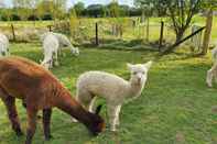 Ruang Umum Dartmoor Reach Alpaca Farm