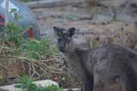 Exterior Lindsays of Kangaroo Island