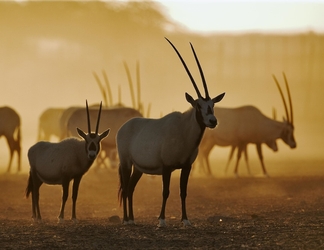 Lobi 2 Anantara Al Sahel Villa Resort