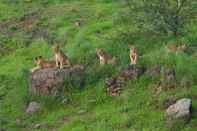 Entertainment Facility Aramness Gir National Park