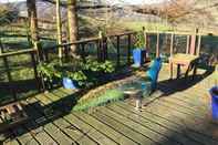 Swimming Pool The Shepherds Hut at Hafoty Boeth