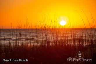 Nearby View and Attractions 4 8 Ruddy Turnstone at The Sea Pines Resort