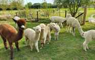 พื้นที่สาธารณะ 2 Double Decker Bus on an Alpaca Farm Sleeps 8