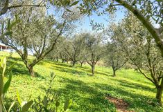 Others 4 Nice Apartment in Senigallia With 3 Bedrooms and Wifi