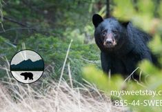 Khác 2 MVC - Unit 3105 in Pigeon Forge