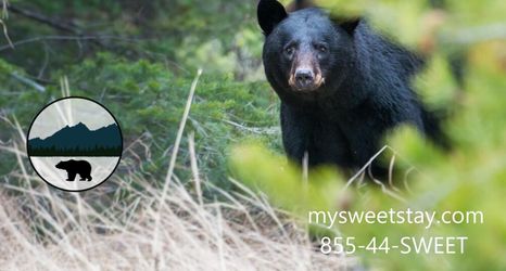 其他 2 MVC - Unit 2503 in Pigeon Forge