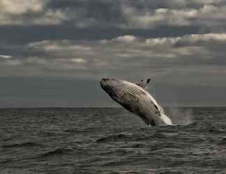 Lain-lain 2 Royal Whale Watching Gansbaai