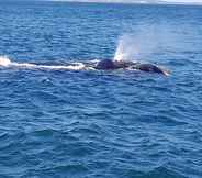 Lain-lain 5 Royal Whale Watching Gansbaai