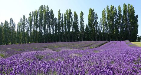 其他 2 Ocean Star Inn