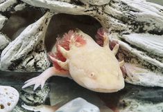 Lain-lain 5 The Tillamook Inn