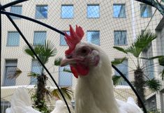 其他 4 Lindner Hotel Berlin Ku’damm, part of JdV by Hyatt