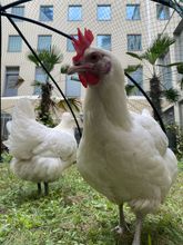 其他 4 Lindner Hotel Berlin Ku’damm, part of JdV by Hyatt