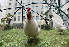 其他 3 Lindner Hotel Berlin Ku’damm, part of JdV by Hyatt