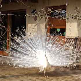 Primary image 1 Campo di Cielo, Ospitale di Cadore Hotels