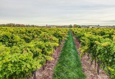 Others 5 Vineyard Villa Bed & Breakfast