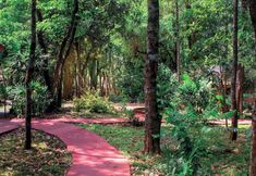 기타 3 El Leñador by DOT Cabana